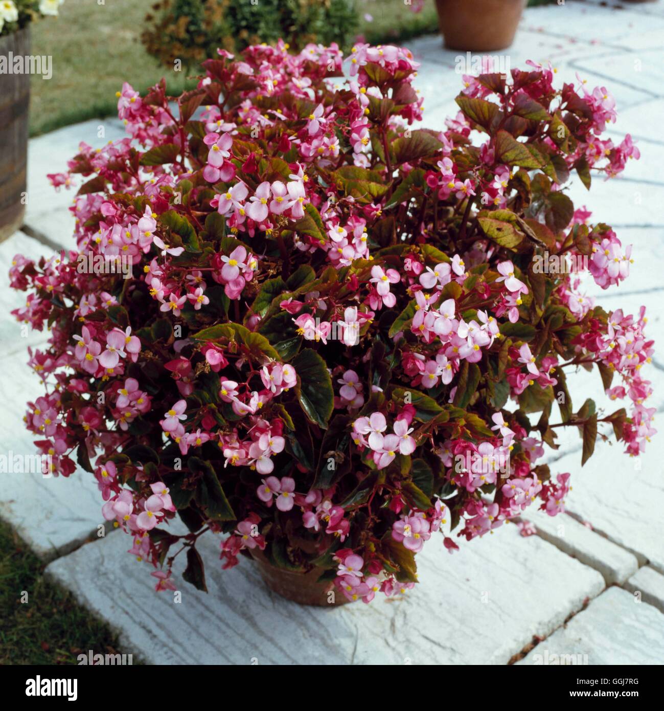 Container - Annual - planted with Begonia `Stara'   CTR071163 Stock Photo